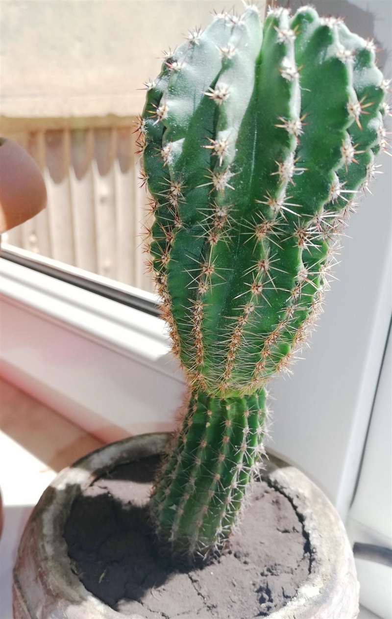 What tipe of cactus is this? ​-example-1