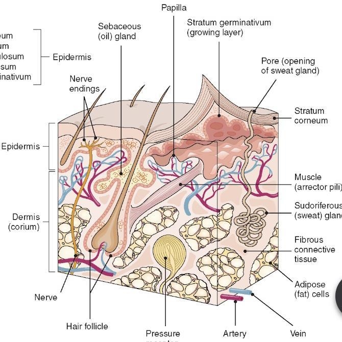 Which one protects the body from infections-example-1