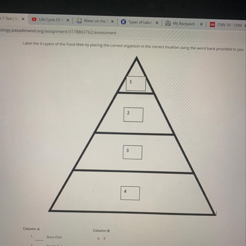 Label the 4 Layers of the Food Web by placing the correct organism in the correct-example-1