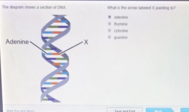 The diagram shows a section of DNA what is the arrow labeled explain to not sure if-example-1