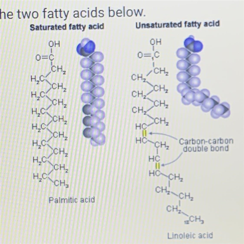 -Look at the two fatty acids below. Saturated fatty acid Unsaturated fatty acid -Linoleic-example-1