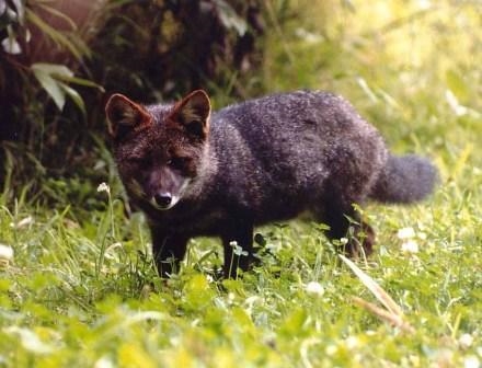 Name this animal. Hint: It's a fox and it's very rare.-example-1