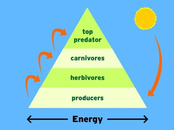 An energy pyramid is shown below. Which portion of the diagram represents the level-example-1