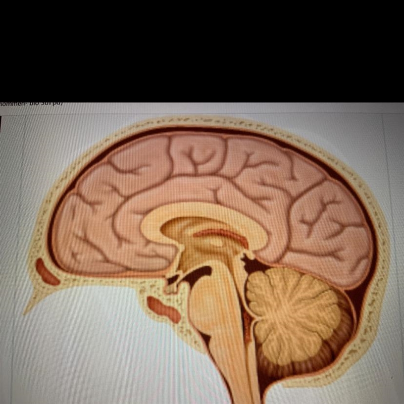 What is the large brain structure just below the skull? A.medulla B.pons C.hypothalamus-example-1