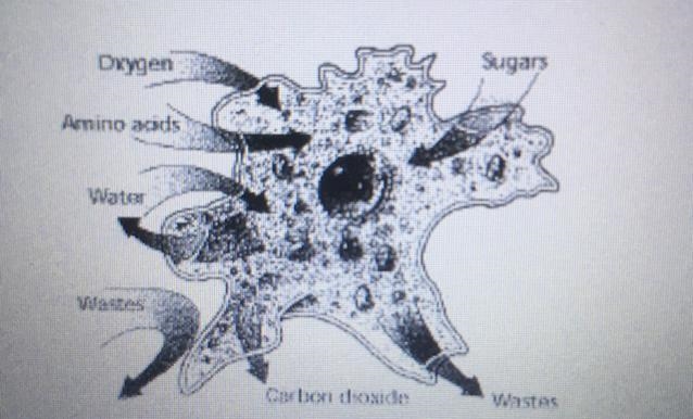 Oxygen Sugar Peninoss Water Wastes Coben choxide Wastat In the illustration above-example-1