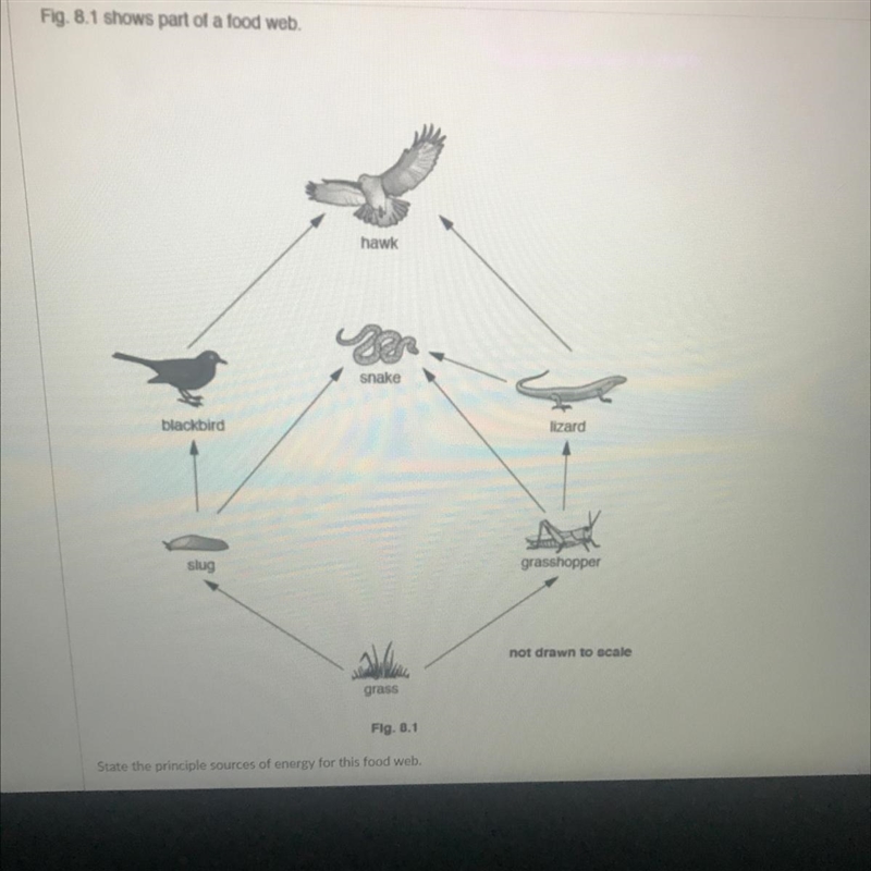 State the principle sources of energy for this food web.-example-1