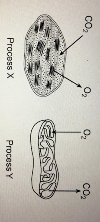 To cellular processes that occur in certain organelles represented in the diagram-example-1