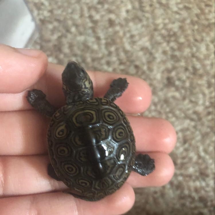 Does anyone know what type of turtle this is? I really need to know.-example-1