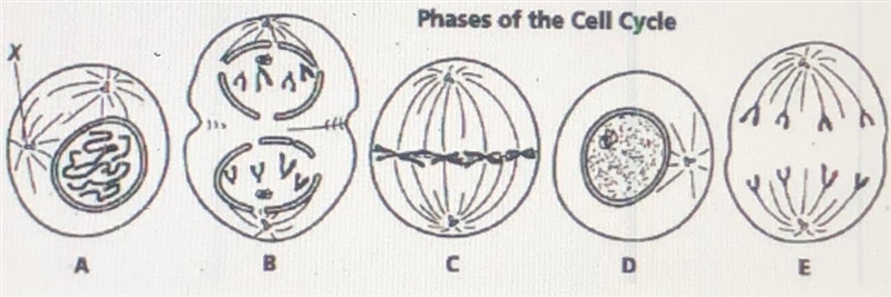 Are the cells above plant or animal?-example-1