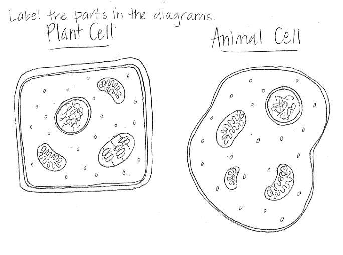 Label the parts in the diagrams (Plant Cell and Animal Cell) Please help!-example-1