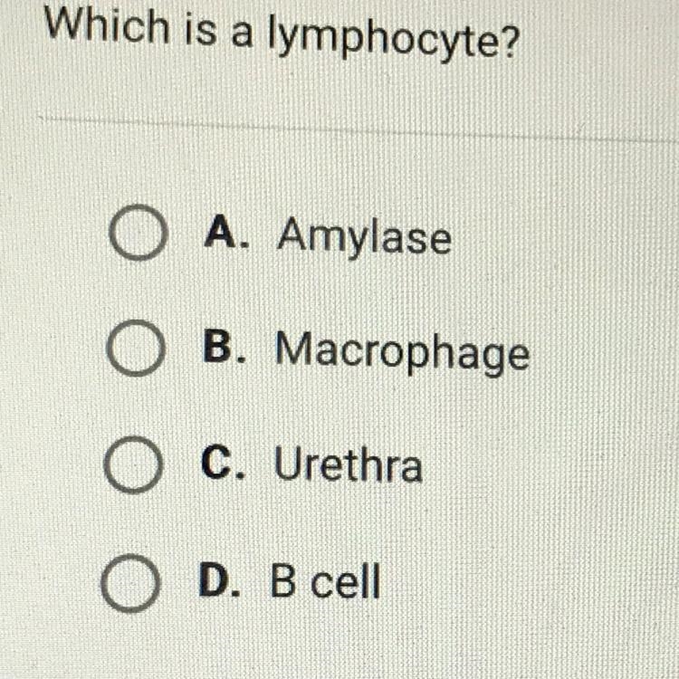 Help me ! Please man I need help !! Which is a lymphocyte? O A. Amylase Ο Ο B. Macrophage-example-1