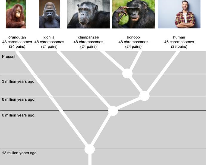 QUESTION: Evolution never occurs in a straight line. There are always branches and-example-1