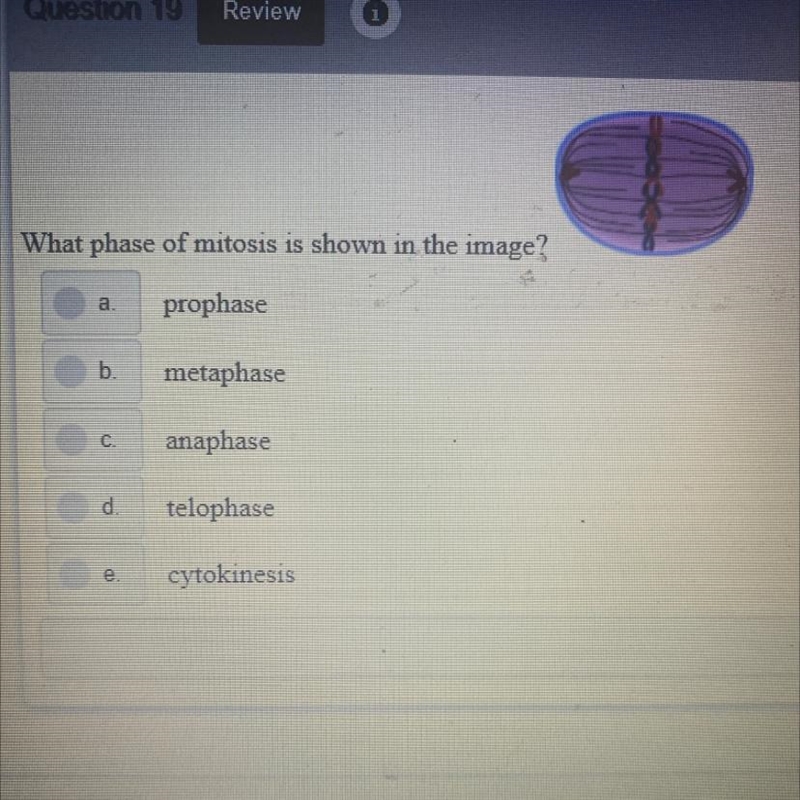 What phase of mitosis is shown in the image? a. prophase b. metaphase C anaphase d-example-1