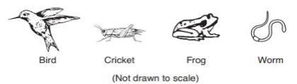 ____9. The diagram shows four living organisms. Which statement about the organisms-example-1