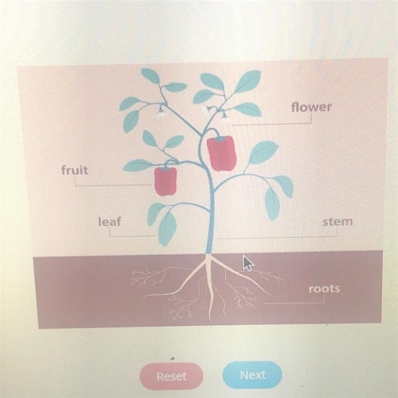 Where does photosynthesis occur? PLS HELPP-example-1