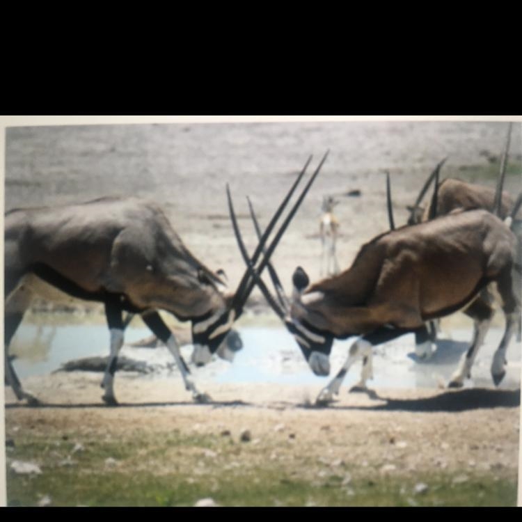 Consider the two male oryx that are shown below. Which of Charles Darwin's main points-example-1