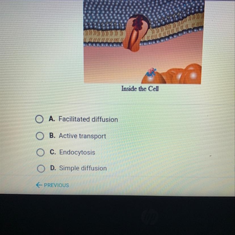 The molecules in the image below are able to move across the cell membrane through-example-1