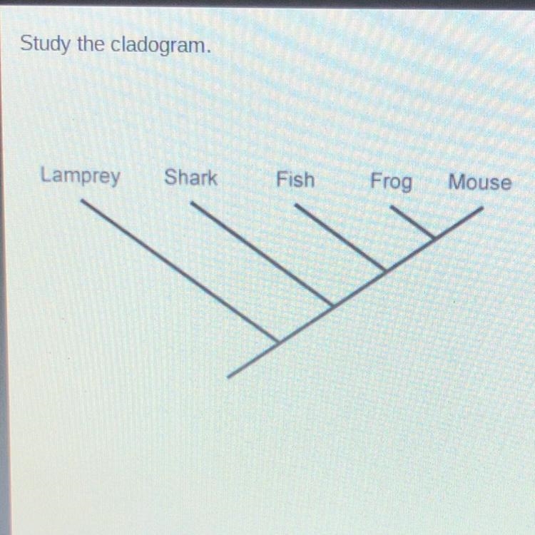 Which organism is most closely related to the fish? A lamprey B mouse C frog D shark-example-1