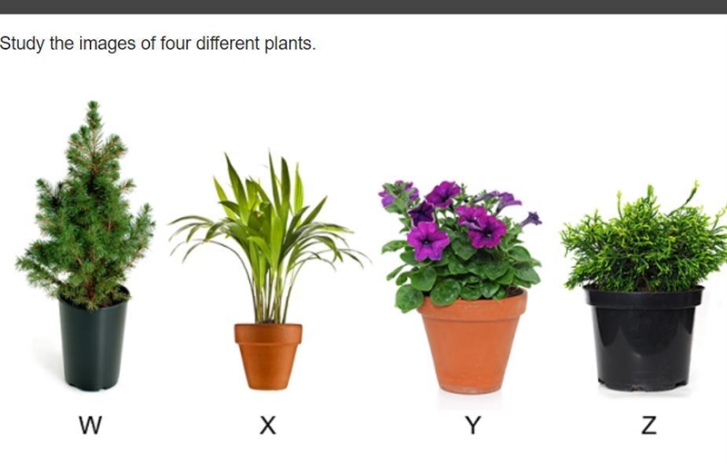 Study the images of four different plants. Based on the observable shared characteristics-example-1