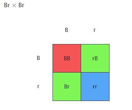 Each of two parents has the genotype brown/red​, which consists of the pair of alleles-example-1