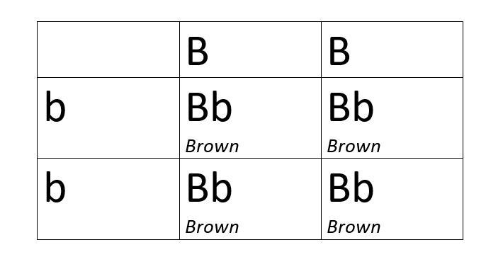 If you have a pet cockroach with a brown body, how could you find out if it is heterozygous-example-1