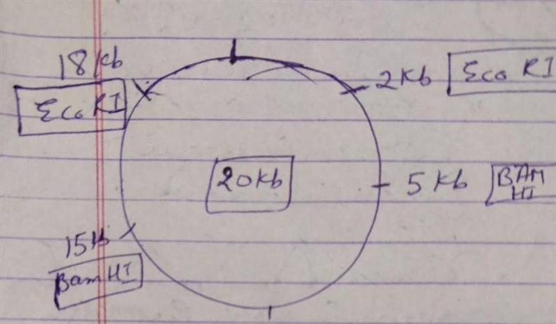 You have a 20kb plasmid. EcoRI cuts the plasmid at the 2kb point and at the 18kb point-example-1