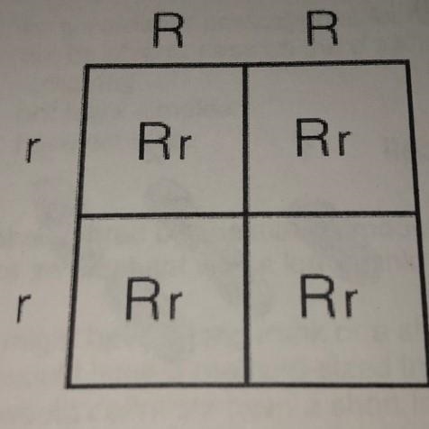 All 113 baby mice in an experiment are Rr, the parents are probably (do a Punnett-example-1