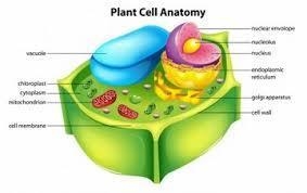 Identify the labeled structures. A: B: C: D: E:-example-1