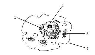 The diagram below represents a cell in a human body which statement concerning the-example-1