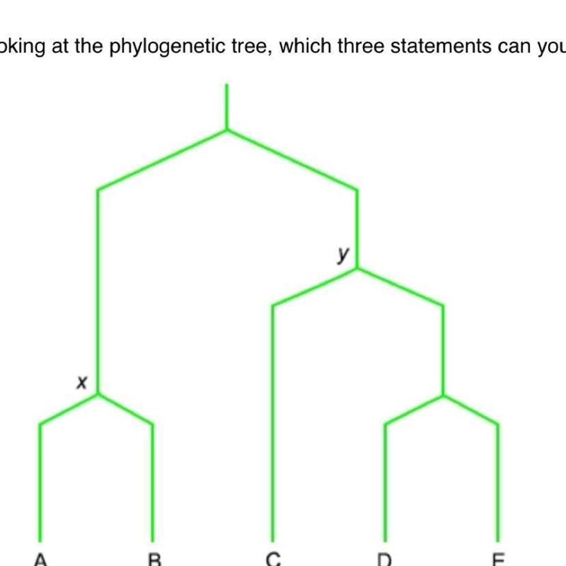 Looking at the phylogenetic tree, which three statements can you make about the interconnectedness-example-1