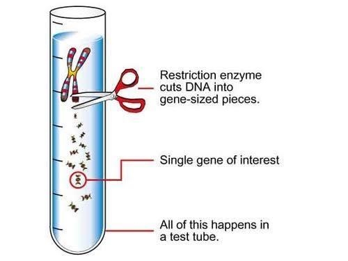 After applying the selection process, your bacterial cells may contain at least three-example-2