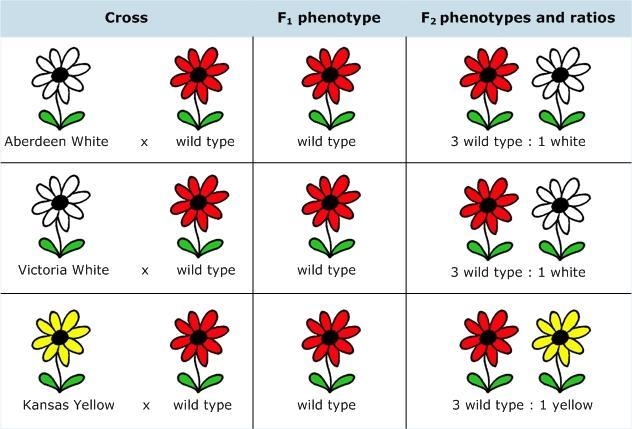 You study color variants of Arabidopsis hypotheticus, a plant with red flowers. You-example-3