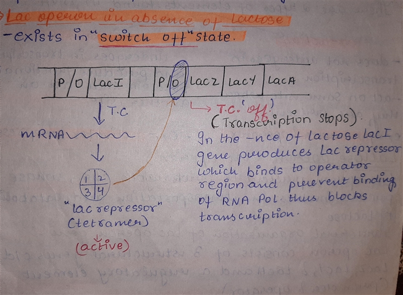 For this assignment you will complete an illustration(s) (by hand) of how the lac-example-2