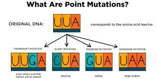 DNA Fill the blanks - A _____________ is a change in DNA that may result in a malformed-example-2