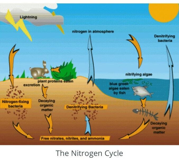 Compare the nitrogen, carbon, and oxygen cycles.-example-3