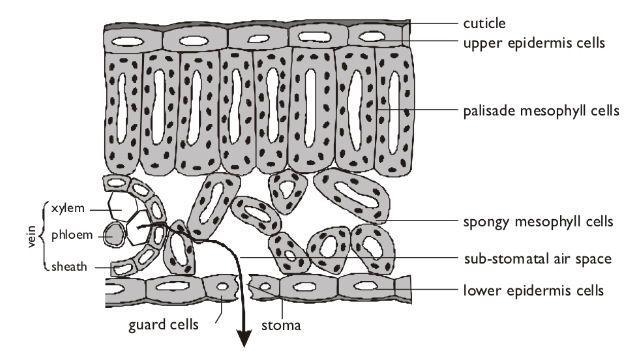 LABEL THE DIAGRAM OF THE LEAF-example-1