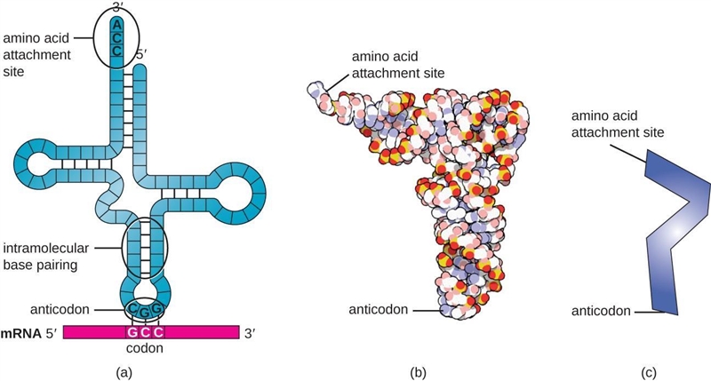 The bases on tRNA are called ​-example-1