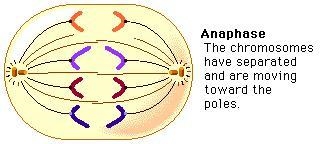 What stage of mitosis involves replicated chromosomes separating and then non- replicated-example-1