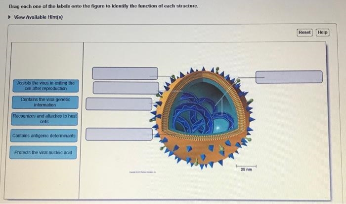 Recognizes and attaches to host cellsRecognizes and attaches to host cells Protects-example-1