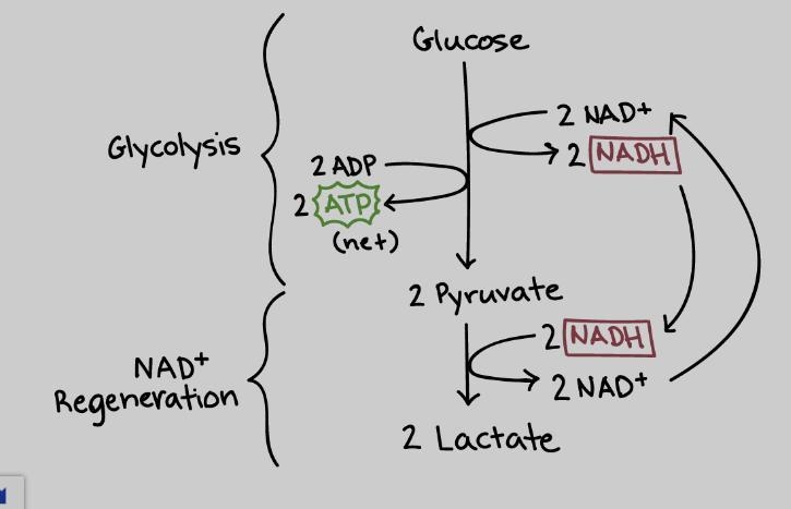 What is the problem which fermentation is able to FIX? Cell has a limited supply of-example-1