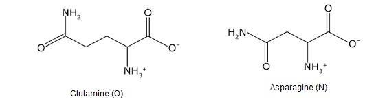 uppose that a glutamine residue in the active site of an enzyme was mutated to alanine-example-1