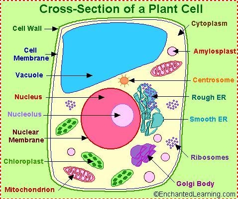 Cell Membrane Is it found in plant or animal cells?​-example-1