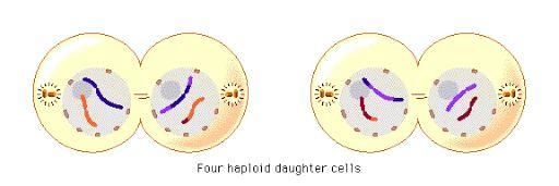 What happens during telophase II of meiosis?-example-1