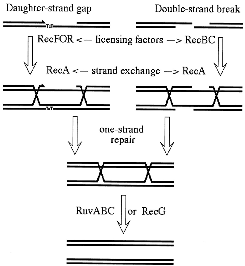 Draw out the double strand break model of recombination, showing the parental and-example-1