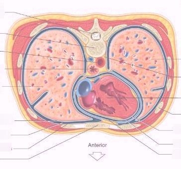 Label the membranes in the transverse section through the thorax.-example-1