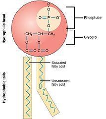 The phopholipid tail is-example-1