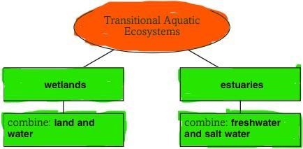 Compare transitional aquatic ecosystems. Identify two types in the organizer below-example-1