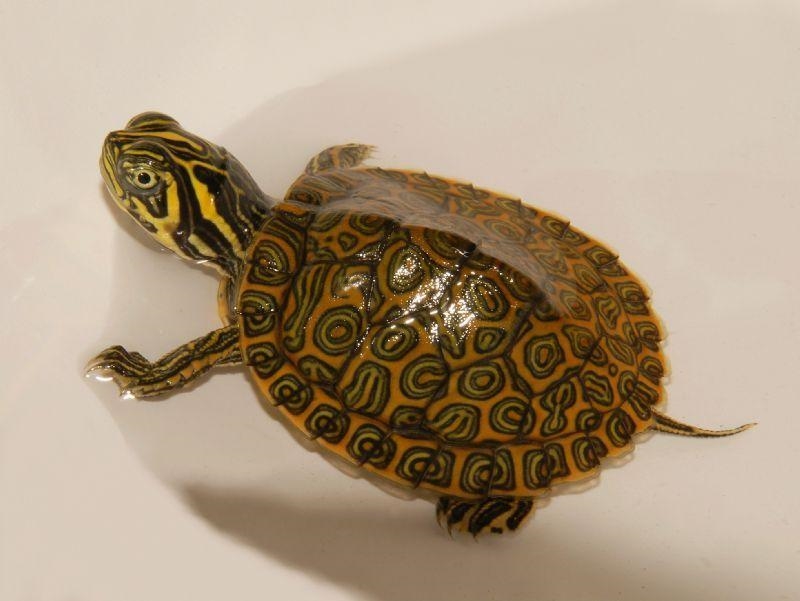 Does anyone know what type of turtle this is? I really need to know.-example-1