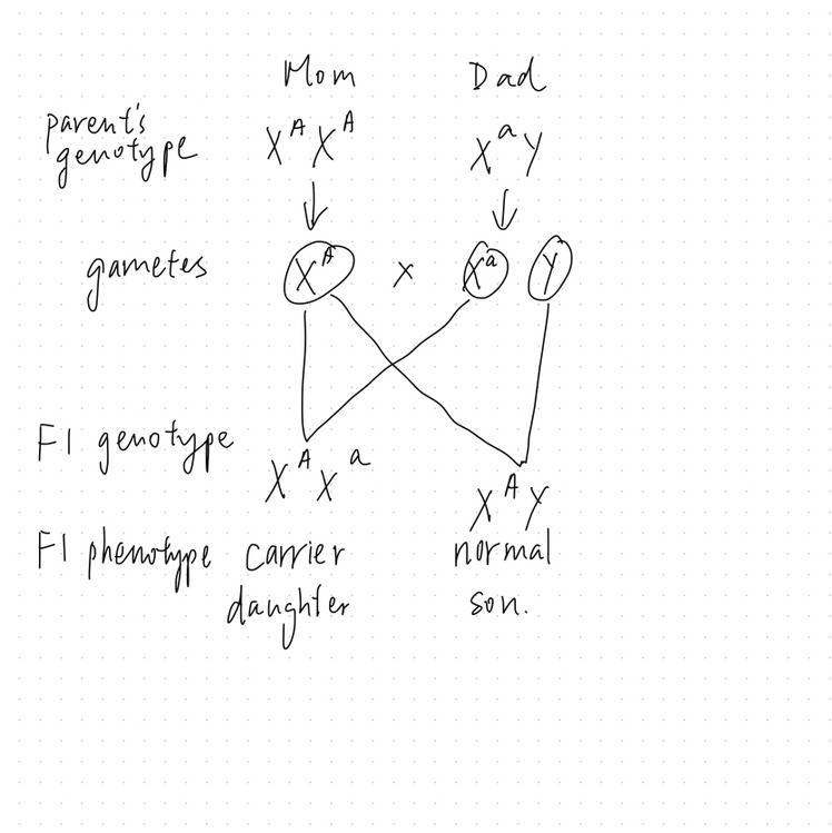 Colorblindness is a recessive trait caused by an error on the X chromosome. XA=Normal-example-1