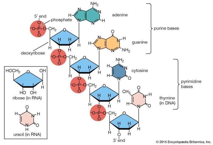 What relationship exists between nutrients and biomolecules?-example-3